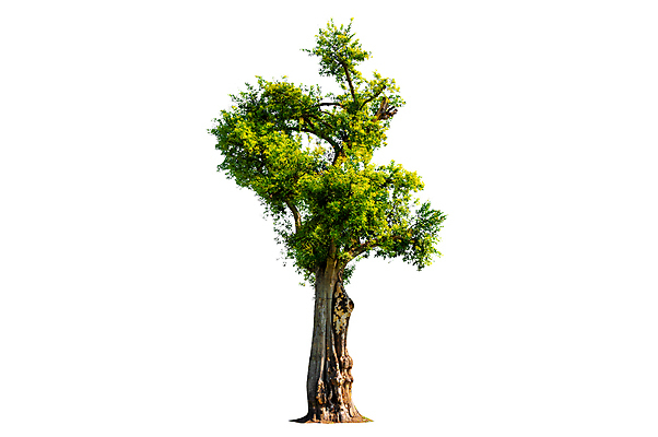 JPG 해외이미지 나무 사람없음 성장 흰색 편집소스 해외포토 포토 식물 컬러 파일형식 이미지허브