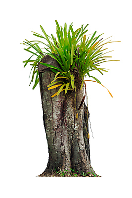 포토 JPG 해외이미지 나무 식물 1 계절 줄기 백그라운드 잎 자연 사람없음 야외 목재 초록색 환경 정원 봄 성장 흰색 나뭇가지 고독 숲 큼 심볼 묘사 오브젝트 싱글 에코 생태계 상록수 산소 내추럴 고립 생태학 옛날 그리너리 해외포토 교육 감정 컬러 재료 원소 크기 파일형식 트랜드컬러 이미지허브