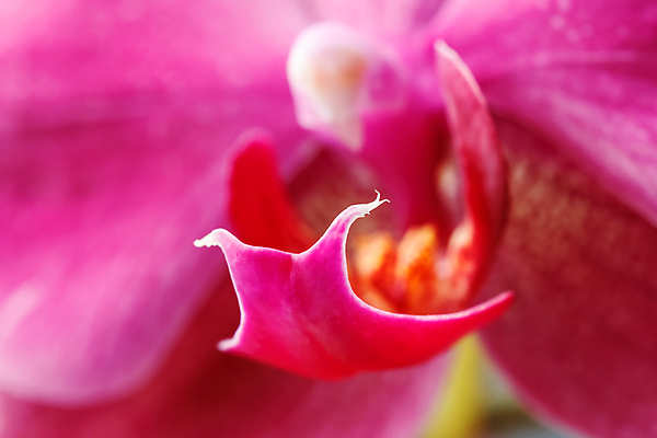 포토 JPG 해외이미지 식물 디자인 꽃잎 꽃 줄기 분홍색 꽃다발 백그라운드 꽃무늬 자연 벽지 하늘 미술 사람없음 장식 빨간색 빛 뷰티 머리 정원 보라색 스파 봄 활발 벚꽃 흰색 나뭇가지 신선 개화 난초 우아함 제비꽃 순수 호접란 고립 이국적 해외포토 나무 계절 컬러 컨셉 무늬 문화예술 신체부위 생태계 파일형식 이미지허브