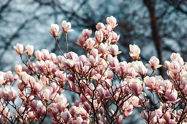 포토 JPG 해외이미지 나무 식물 계절 공원 꽃 분홍색 백그라운드 꽃무늬 자연 하늘 사람없음 장식 컬러풀 뷰티 새싹 환경 정원 보라색 봄 성장 벚꽃 흰색 나뭇가지 신선 개화 목련 내추럴 강렬 해외포토 공공시설 컬러 무늬 생태계 파일형식 이미지허브