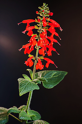포토 JPG 해외이미지 식물 계절 공원 꽃잎 꽃 백그라운드 잎 꽃무늬 자연 사람없음 야외 장식 빨간색 초록색 여름 컬러풀 뷰티 정원 맑음 봄 벚꽃 개화 유기농 원예 향기 아로마 진홍색 내추럴 세이지 해외포토 웰빙 공공시설 컬러 무늬 날씨 취미 생태계 냄새 파일형식 이미지허브