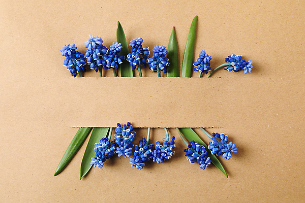 포토 JPG 해외이미지 꽃 꽃다발 백그라운드 사람없음 봄 히아신스 목업 갈색배경 해외포토 식물 계절 갈색 파일형식 이미지허브