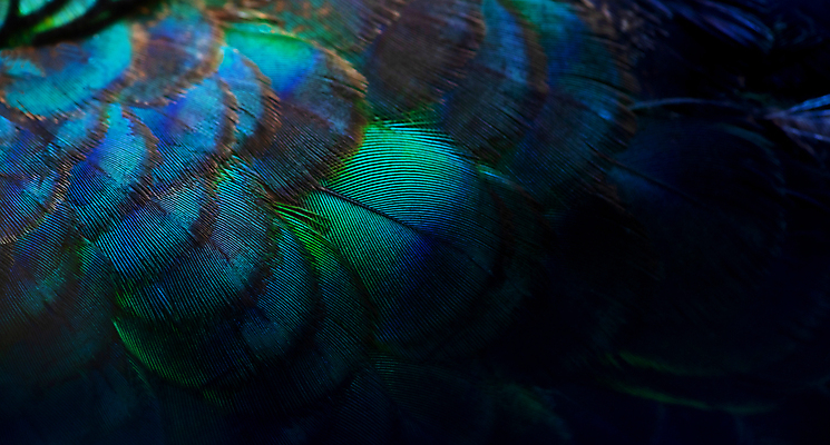 포토 JPG 해외이미지 동물 디자인 남자 야생동물 백그라운드 무지개 패턴 날개 자연 벽지 조류 추상 사람없음 장식 초록색 파란색 컬러풀 뷰티 유행 보라색 활발 수확 동굴 황금 우아함 닫기 공작 인도인 깃털 묘사 질감 꼬리 솜털 내추럴 이국적 터키석 해외포토 자연요소 외국인 컬러 컨셉 무늬 농업 모션 사람 동양인 보석 생태계 파일형식 이미지허브