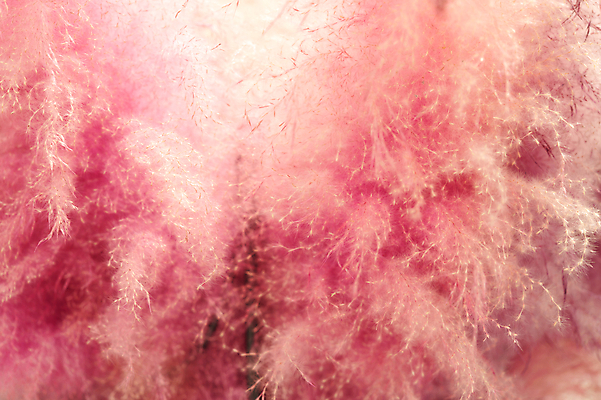 포토 JPG 해외이미지 나무 식물 디자인 꽃 종이 벽 분홍색 백그라운드 패턴 일러스트 태국 자연 벽지 추상 수채화 주택 미술 풍경 경사 사람없음 야외 장식 파란색 컬러풀 페인트 봄 수확 벚꽃 붓 얼룩 사찰 거친 개화 소프트포커스 질감 복고 방법 옛날 인공 아크릴 해외일러스트 계절 아시아 컬러 무늬 농업 종교건축 재질 문화예술 촬영기법 건물 생태계 파일형식 이미지허브