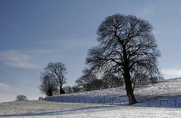 포토 JPG 해외이미지 나무 겨울 자연 하늘 사람없음 파란색 추위 흰색 네덜란드 해외포토 식물 계절 유럽 컬러 생태계 파일형식 이미지허브