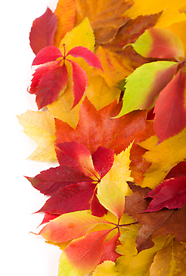 포토 JPG 해외이미지 단풍 낙엽 사람없음 오브젝트 해외포토 잎 파일형식 이미지허브