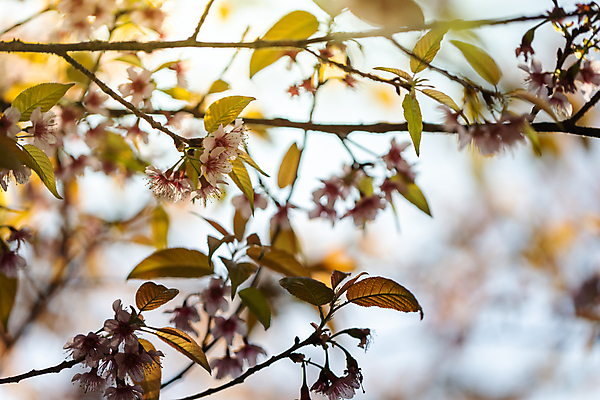 포토 JPG 해외이미지 나무 식물 계절 공원 꽃잎 꽃 도로 분홍색 여행 겨울 태국 자연 하늘 발렌타인데이 사랑 경사 사람없음 야외 목재 장식 파란색 컬러풀 정원 일본 봄 벚꽃 사찰 개화 체리 아치 장면 방법 해외포토 공공시설 감정 아시아 길 컬러 과일 재료 종교건축 교통시설 데이이벤트 생태계 파일형식 이미지허브