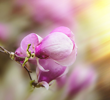 포토 JPG 해외이미지 나무 식물 계절 공원 꽃 분홍색 백그라운드 꽃무늬 자연 하늘 사람없음 장식 컬러풀 뷰티 새싹 환경 정원 보라색 봄 성장 벚꽃 흰색 나뭇가지 신선 개화 목련 내추럴 강렬 해외포토 공공시설 컬러 무늬 생태계 파일형식 이미지허브