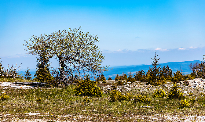 포토 JPG 해외이미지 나무 공원 유럽 여행 자연 하늘 산 사람없음 야외 초록색 파란색 노란색 계곡 하이킹 숲 작음 정사각형 폴란드 내추럴 해외포토 도형 식물 공공시설 나라 컬러 레저 크기 생태계 파일형식 이미지허브