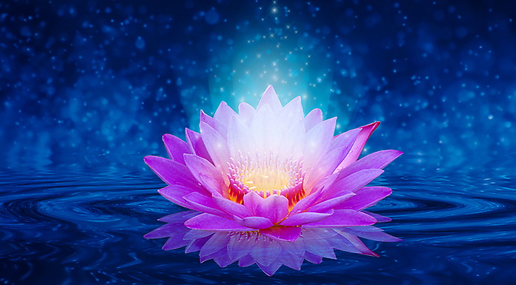 포토 JPG 해외이미지 식물 디자인 꽃잎 꽃 별 선 분홍색 백그라운드 컨셉 꽃무늬 일러스트 자연 벽지 동화 추상 휴식 사람없음 장식 물 파란색 빛 컬러풀 뷰티 노란색 평화 보라색 꿈 벚꽃 흰색 연못 개화 명상 싱글 공상 마법 이국적 해외일러스트 자연요소 컬러 무늬 생태계 파일형식 이미지허브