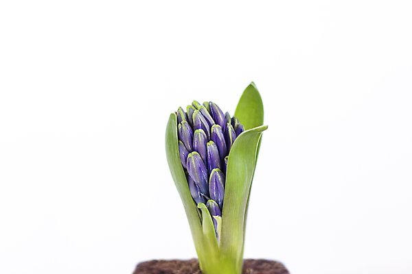 포토 JPG 해외이미지 꽃 잎 사람없음 보라색 히아신스 해외포토 식물 컬러 파일형식 이미지허브