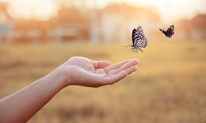 포토 JPG 해외이미지 손 나비 신체부위 노을 자유 손내밀기 해외포토 자연요소 곤충 컨셉 사람 손짓 파일형식 이미지허브