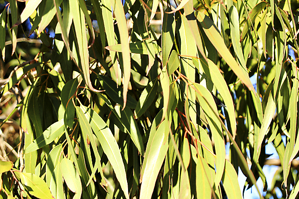 포토 JPG 해외이미지 나무 식물 디자인 종이 백그라운드 잎 자연 하늘 건강 사람없음 가로 초록색 빛 컬러풀 약 환경 봄 성장 나뭇가지 신선 호주 떨어짐 호흡 보호 약초 숲 열대우림 허브 가득함 피부 묘사 질감 향기 향 내추럴 돌봄 유칼립투스 잇몸 해외포토 계절 컬러 컨셉 신체 의학 모션 신체부위 풀_식물 오세아니아 생태계 냄새 파일형식 이미지허브