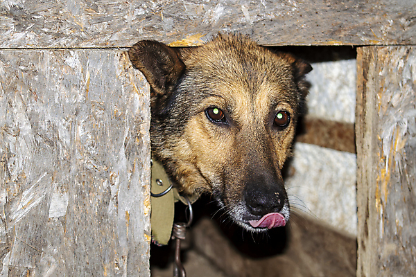 포토 JPG 해외이미지 동물 한마리 1 라이프스타일 응시 백그라운드 포유류 자연 주택 경비 사람없음 야외 갈색 머리 검은색 슬픔 흰색 개 고독 큼 버리기 노숙자 우울감 입양 혼자 해외포토 시선 감정 컬러 모션 안전 건물 생활 신체부위 보호 크기 생태계 파일형식 이미지허브