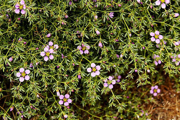 포토 JPG 해외이미지 식물 계절 꽃잎 꽃 줄기 백그라운드 잎 꽃무늬 자연 건조 사람없음 야외 초록색 컬러풀 뷰티 보라색 봄 벚꽃 개화 닫기 지중해 허브 제비꽃 꽃가루 내추럴 꽃수술 스타일 그리너리 해외포토 바다 컬러 무늬 모션 가루 생태계 파일형식 트랜드컬러 이미지허브