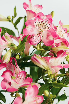 포토 JPG 해외이미지 식물 계절 꽃잎 꽃 분홍색 꽃다발 백그라운드 잎 꽃무늬 패턴 자연 벽지 선물 사람없음 장식 빨간색 초록색 컬러풀 뷰티 정원 보라색 봄 벚꽃 흰색 신선 신용카드 개화 다발 제비꽃 내추럴 해외포토 컬러 무늬 금융 생태계 파일형식 이미지허브