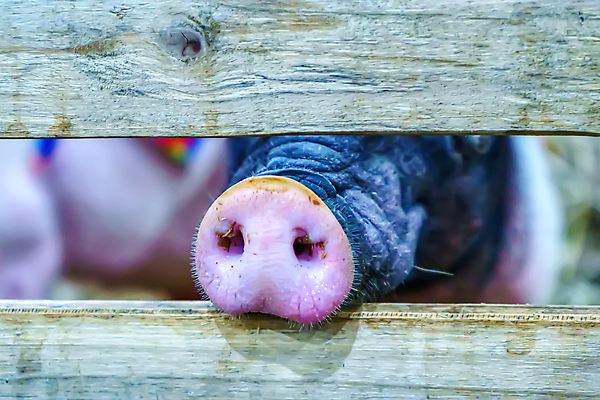 포토 JPG 해외이미지 동물 산업 음식 분홍색 백그라운드 농업 포유류 자연 육류 돼지고기 사람없음 빨간색 반려동물 농장 가축 흰색 아기 돼지 그룹 냄비 작음 파운드 내추럴 외양간 해외포토 컬러 돈 식재료 사람 솥 크기 생태계 파일형식 이미지허브