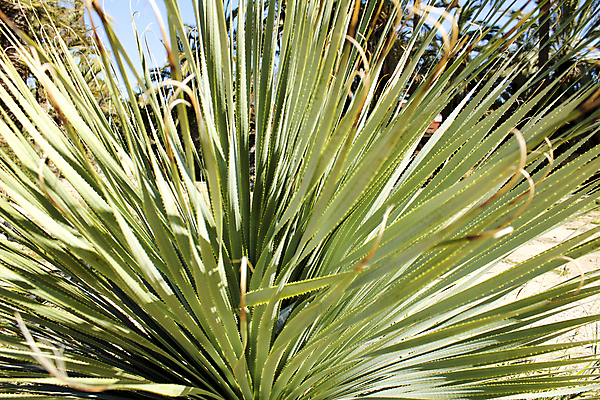포토 JPG 해외이미지 식물 공원 꽃 줄기 겨울 자연 산 사람없음 야외 장식 초록색 물 햇빛 정원 봄 들꽃 사막 흰색 개화 칼날 스페인 큼 원예 가뭄 스페인어 해외포토 자연요소 계절 공공시설 유럽 컬러 날씨 취미 태양 크기 생태계 파일형식 이미지허브