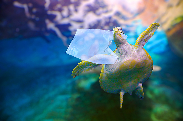 포토 JPG 해외이미지 동물 야생동물 바다 섬 백그라운드 가방 태국 자연 낚시 어류 사람 사람없음 초록색 물 환경 수중 수영 죽음 그물 산호 거북이 보호 쓰레기 폐기물 파편 위험 플라스틱 생태계 다이빙 하와이 암초 충격 문제 밀짚 석호 낭비 코로나바이러스 해외포토 자연요소 잡화 아시아 컬러 컨셉 파충류 재질 레저 미국 수중동물 수상스포츠 바이러스 자포동물 짚 수중스포츠 파일형식 이미지허브