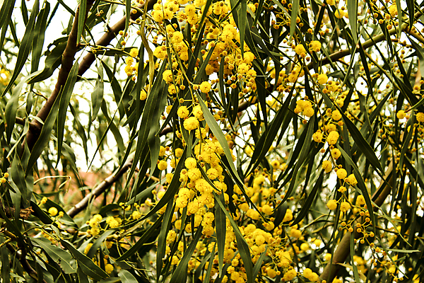 포토 JPG 해외이미지 나무 식물 계절 꽃 백그라운드 잎 꽃무늬 자연 부활절 사람없음 야외 장식 초록색 컬러풀 노란색 정원 봄 성장 벚꽃 나뭇가지 신선 개화 다발 버드나무 향기 아로마 솜털 내추럴 아카시아 해외포토 기념일 컬러 무늬 생태계 냄새 파일형식 이미지허브