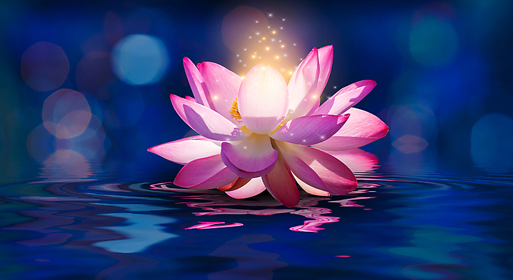 포토 JPG 해외이미지 식물 디자인 꽃잎 꽃 별 선 분홍색 백그라운드 컨셉 꽃무늬 일러스트 자연 벽지 동화 추상 휴식 사람없음 장식 물 파란색 빛 컬러풀 뷰티 노란색 평화 보라색 꿈 벚꽃 흰색 연못 개화 명상 싱글 공상 마법 이국적 해외일러스트 자연요소 컬러 무늬 생태계 파일형식 이미지허브