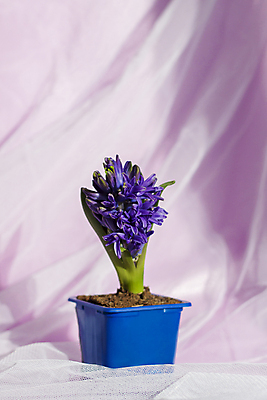 포토 JPG 해외이미지 꽃 화분 잎 사람없음 보라색 흙 직물 히아신스 해외포토 식물 컬러 파일형식 이미지허브