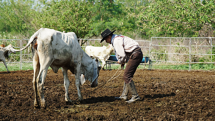 포토 JPG 해외이미지 주간 전신 남자 세마리 한명 서기 성인 야외 울타리 목장 소 카우보이 카우보이모자 카우보이복장 성인남자한명만 해외포토 자연요소 모자_잡화 1 옷 포유류 모션 3 사람 담장 남자한명만 성인남자만 파일형식 이미지허브