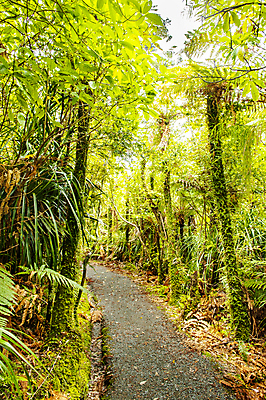 포토 JPG 해외이미지 나무 길 여행 자연 국립공원 숙이기 사람없음 초록색 하이킹 개울 숲 열대우림 뉴질랜드 흐림 방법 양치류 해외포토 식물 공원 컬러 포즈 레저 날씨 강 오세아니아 생태계 파일형식 이미지허브