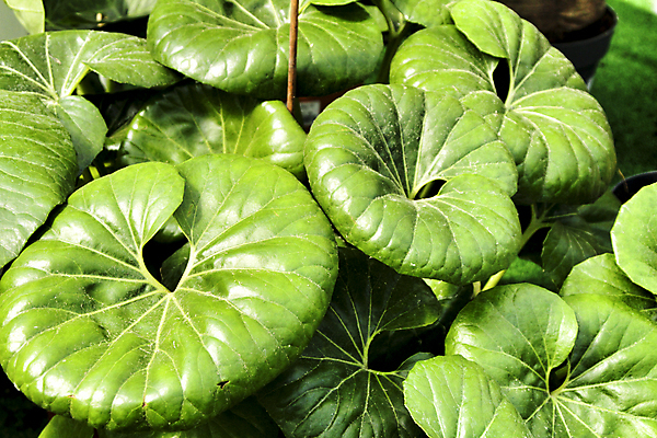 포토 JPG 해외이미지 모양 나무 식물 계절 백그라운드 잎 꽃무늬 밭 자연 사람없음 장식 초록색 빛 컬러풀 환경 정원 봄 성장 하트 신선 허브 원예 질감 상록수 거인 내추럴 생태학 그리너리 해외포토 교육 꽃 컬러 무늬 농업 취미 생태계 파일형식 트랜드컬러 이미지허브