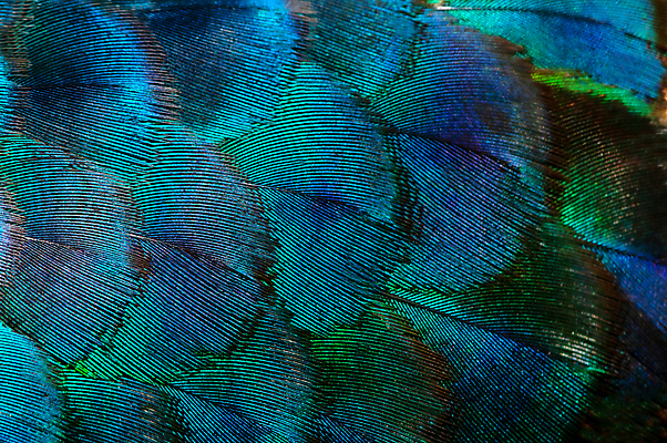 포토 JPG 해외이미지 동물 디자인 남자 야생동물 백그라운드 패턴 자연 벽지 조류 추상 사람없음 장식 초록색 파란색 컬러풀 뷰티 펜 우아함 닫기 공작 깃털 묘사 질감 꼬리 내추럴 깃털펜 이국적 터키석 특별함 해외포토 컬러 컨셉 무늬 모션 사람 필기구 보석 생태계 파일형식 이미지허브