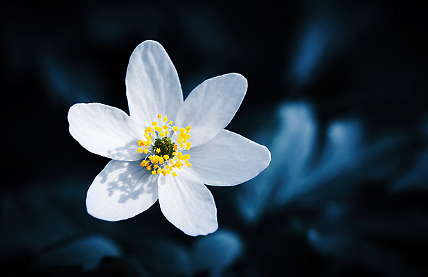 포토 JPG 해외이미지 식물 계절 공원 꽃잎 꽃 백그라운드 잎 꽃무늬 자연 사람없음 야외 목재 초록색 빛 뷰티 환경 정원 봄 들꽃 벚꽃 흰색 개화 숲 허브 자연백그라운드 내추럴 아네모네 헌병 해외포토 나무 공공시설 컬러 무늬 재료 군인 생태계 파일형식 이미지허브