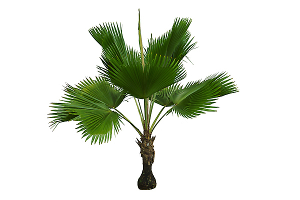 포토 JPG 해외이미지 나무 식물 1 계절 줄기 백그라운드 잎 자연 사람없음 야외 목재 초록색 여름 환경 정원 봄 성장 흰색 나뭇가지 고독 숲 큼 심볼 묘사 오브젝트 싱글 에코 생태계 상록수 산소 내추럴 고립 생태학 옛날 그리너리 해외포토 교육 감정 컬러 재료 원소 크기 파일형식 트랜드컬러 이미지허브