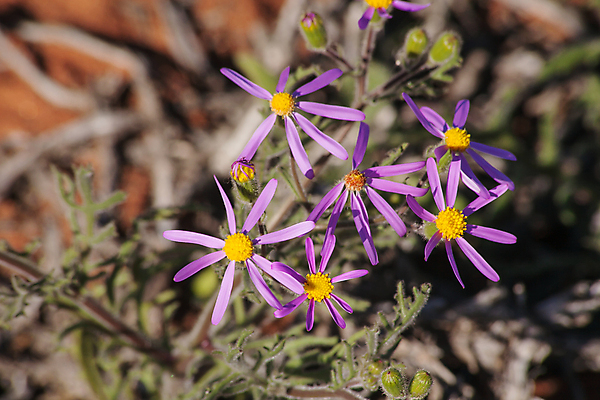 포토 JPG 해외이미지 식물 꽃잎 꽃 꽃무늬 밭 아프리카 자연 건조 국화 사람없음 파란색 햇빛 노란색 환경 맑음 보라색 봄 카펫 활발 들꽃 사막 성장 벚꽃 망토 데이지 서식지 남쪽 남아프리카 해외포토 계절 나라 컬러 컨셉 무늬 농업 날씨 태양 방향 생태계 파일형식 이미지허브