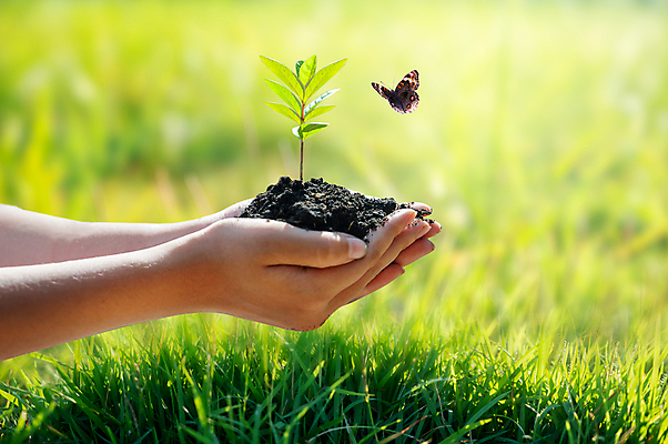 포토 JPG 해외이미지 손 나비 자연 생명 잔디 신체부위 새싹 흙 에코 손모으기 해외포토 식물 곤충 사람 손짓 환경 생태계 파일형식 이미지허브