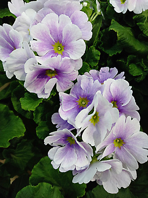 포토 JPG 해외이미지 식물 꽃 꽃다발 사람없음 초록색 냄비 큼 라일락 생존 해외포토 컬러 솥 크기 파일형식 이미지허브