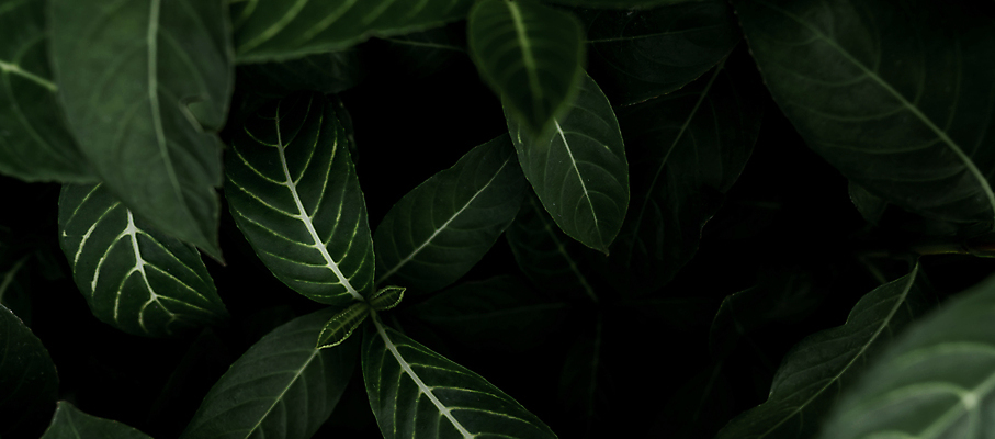 포토 JPG 해외이미지 식물 배너 계절 화초 백그라운드 컨셉 잎 꽃무늬 자연 벽지 추상 주택 실내 건강 사람없음 야외 장식 초록색 여름 뷰티 환경 정원 스파 어둠 봄 신선 야간 묘사 에코 유기농 질감 에메랄드 내추럴 해외포토 자연요소 웰빙 꽃 컬러 무늬 내부 건물 보석 생태계 파일형식 이미지허브