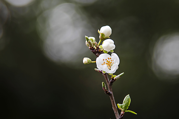 포토 JPG 해외이미지 잎 근접촬영 사람없음 야외 아웃포커스 벚꽃 나뭇가지 벚나무 꽃봉오리 꽃수술 해외포토 나무 식물 꽃 뷰포인트 촬영기법 파일형식 이미지허브