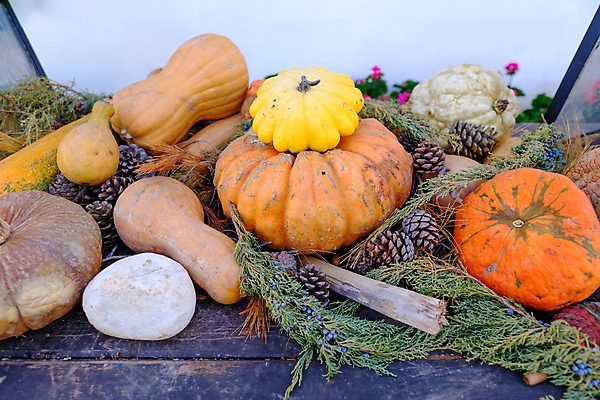 포토 JPG 해외이미지 전통 계절 음식 백그라운드 컨셉 잎 채소 오렌지 재료 자연 탁자 호박 휴가 사람없음 목재 장식 가로 초록색 컬러풀 햇빛 농장 노란색 정원 어둠 할로윈 수확 흰색 시골 축하 신선 소나무 먹기 유기농 도토리 솔방울 추수감사절 원뿔 스쿼시 채식주의자 카피스페이스 해외포토 도형 나무 식물 웰빙 기독교 스포츠 컬러 가구 농업 과일 모션 태양 구기 공백 견과류 생태계 채식 파일형식 이미지허브