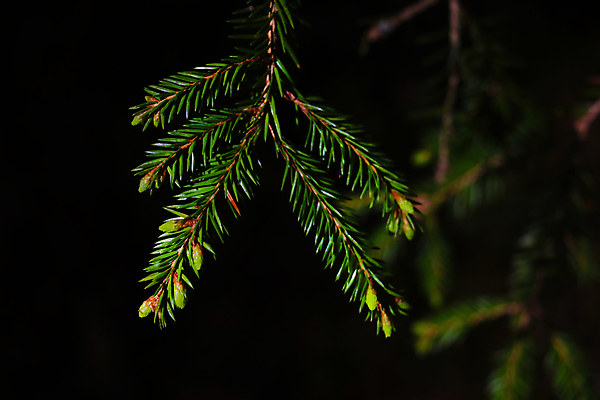 포토 JPG 해외이미지 나무 식물 디자인 배너 계절 공원 백그라운드 잎 크리스마스 겨울 패턴 자연 추상 휴가 프레임 사람없음 야외 목재 장식 초록색 크리스마스트리 봄 나뭇가지 신선 소나무 숲 묘사 질감 상록수 침엽수 전나무 내추럴 가문비나무 해외포토 공공시설 기념일 컬러 무늬 재료 생태계 파일형식 이미지허브