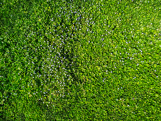 포토 JPG 해외이미지 식물 계절 공원 꽃 줄기 꽃다발 백그라운드 잎 꽃무늬 밭 자연 풍경 사람없음 야외 초록색 여름 빛 컬러풀 뷰티 노란색 정원 보라색 봄 들꽃 성장 벚꽃 나뭇가지 신선 개화 허브 제비꽃 내추럴 해외포토 나무 공공시설 컬러 무늬 농업 생태계 파일형식 이미지허브