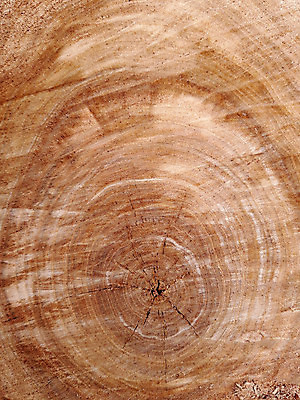 포토 JPG 해외이미지 식물 선 백그라운드 부분 자연 벽지 표면 아침 사람없음 목재 갈색 노란색 성장 균열 횡단보도 매끈함 자르기 유기농 질감 내추럴 살구 수목 해외포토 주간 나무 웰빙 컬러 과일 재료 모션 감각 보행로 생태계 파일형식 이미지허브