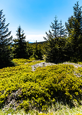 포토 JPG 해외이미지 나무 식물 계절 공원 유럽 밭 자연 하늘 산 풍경 사람없음 야외 초록색 여름 파란색 컬러풀 태양 노란색 환경 숲 작음 정사각형 폴란드 해외포토 자연요소 도형 공공시설 나라 컬러 농업 크기 생태계 파일형식 이미지허브