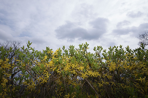 포토 JPG 해외이미지 식물 계절 꽃 지구 날씨 종류 사람없음 봄 다양 성장 벚꽃 개화 지리 해외포토 다수 파일형식 이미지허브