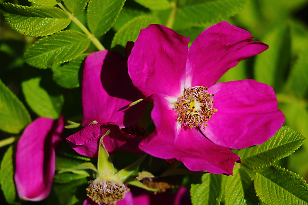 포토 JPG 해외이미지 식물 디자인 공원 꽃잎 꽃 분홍색 꽃다발 백그라운드 잎 꽃무늬 자연 발렌타인데이 선물 사랑 사람없음 빨간색 초록색 물 여름 뷰티 장미 정원 봄 벚꽃 나뭇가지 신선 생일 개화 꽃봉오리 원예 질감 향기 냄새 아로마 아로마테라피 내추럴 해외포토 자연요소 나무 계절 공공시설 기념일 감정 컬러 무늬 데이이벤트 취미 생태계 테라피 파일형식 이미지허브
