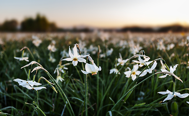 포토 JPG 해외이미지 식물 계절 꽃 백그라운드 잎 꽃무늬 밭 자연 풍경 사람없음 야외 초록색 여름 햇빛 뷰티 노란색 정원 봄 활발 성장 벚꽃 흰색 시골 개화 원예 장면 수선화 해외포토 컬러 컨셉 무늬 농업 취미 태양 생태계 파일형식 이미지허브