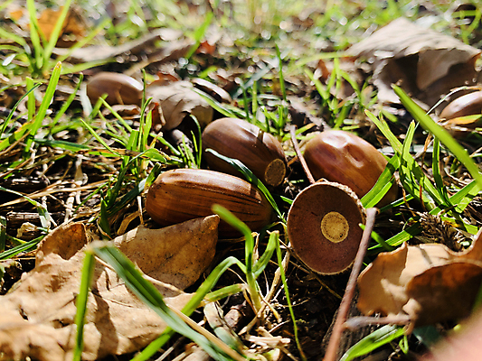 포토 JPG 해외이미지 나무 식물 공원 길 백그라운드 자국 자연 하늘 추상 휴식 파노라마 서기 사람 풍경 사람없음 야외 목재 울타리 걷기 가을 그룹 닫기 승차 숲 큼 방목 질감 지역 고립 삼림지대 화창 디톡스 해외포토 계절 공공시설 컨셉 무늬 재료 모션 날씨 촬영기법 건강 담장 축산업 크기 생태계 파일형식 이미지허브