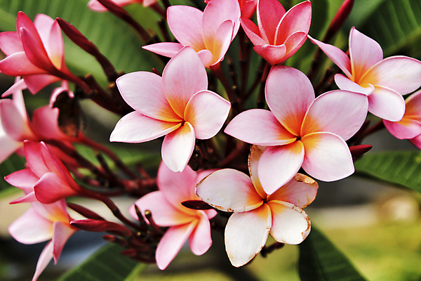 포토 JPG 해외이미지 주간 분홍색 사람없음 야외 플루메리아 해외포토 자연요소 꽃 컬러 파일형식 이미지허브