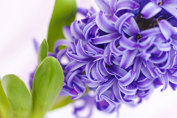 포토 JPG 해외이미지 꽃 잎 근접촬영 사람없음 보라색 히아신스 해외포토 식물 뷰포인트 컬러 파일형식 이미지허브