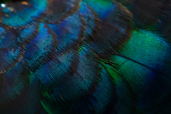 포토 JPG 해외이미지 동물 디자인 남자 야생동물 백그라운드 무지개 패턴 자연 벽지 조류 추상 사람없음 장식 초록색 파란색 컬러풀 뷰티 유행 보라색 활발 수확 동굴 황금 우아함 닫기 공작 인도인 깃털 묘사 질감 꼬리 솜털 내추럴 이국적 터키석 해외포토 자연요소 외국인 컬러 컨셉 무늬 농업 모션 사람 동양인 보석 생태계 파일형식 이미지허브