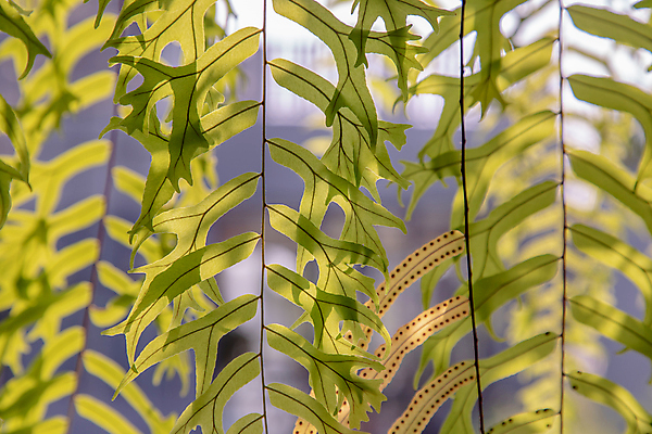 포토 JPG 해외이미지 나무 식물 디자인 계절 줄기 백그라운드 잎 꽃무늬 패턴 자연 표면 종류 사람없음 장식 초록색 빛 햇빛 뷰티 환경 봄 성장 흰색 나뭇가지 신선 다발 묘사 질감 상록수 녹색배경 내추럴 완벽 그리너리 해외포토 꽃 컬러 컨셉 무늬 태양 생태계 파일형식 트랜드컬러 이미지허브